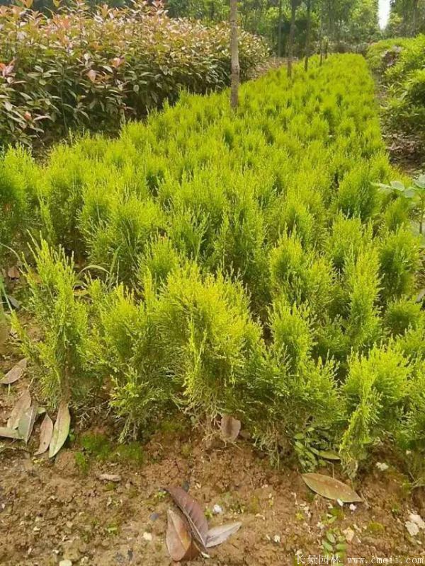 洒金柏图片洒金柏基地实拍