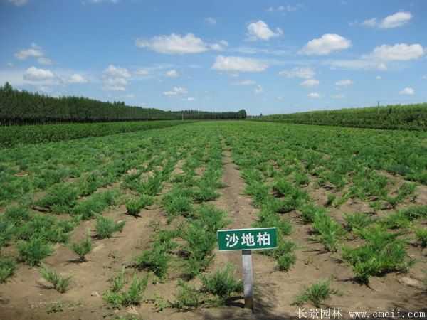 沙地柏图片沙地柏基地实拍
