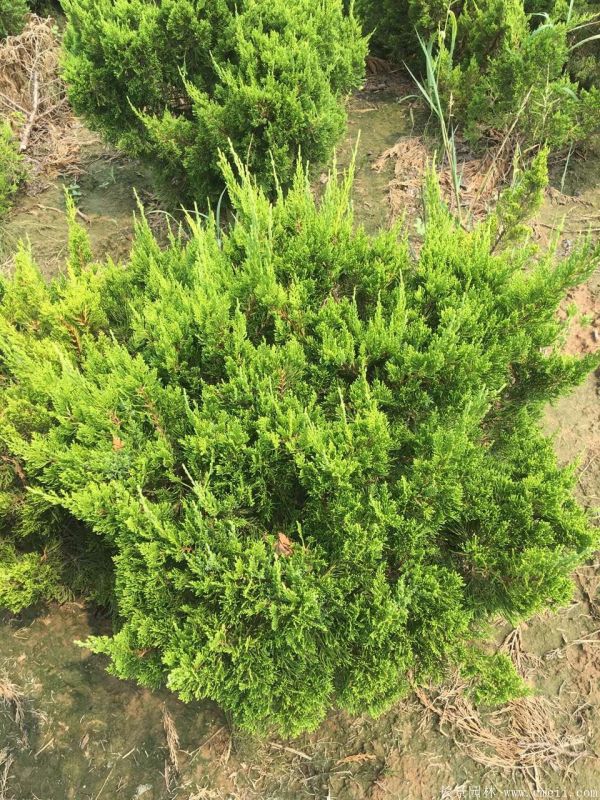 龙柏球图片龙柏球基地实拍