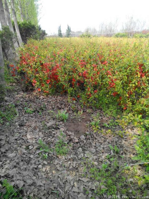 智博足球官网入口1919