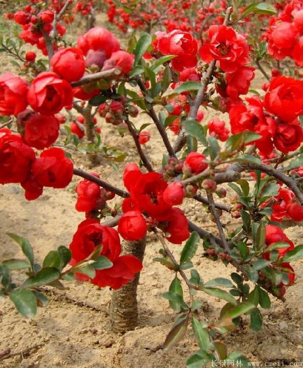 智博足球官网入口1919