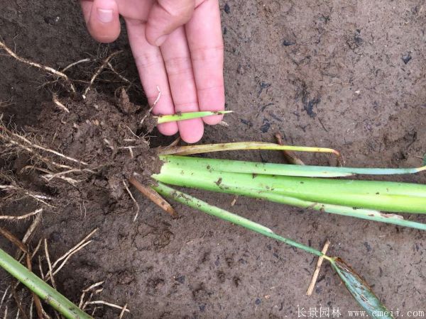 智博足球官网入口1919