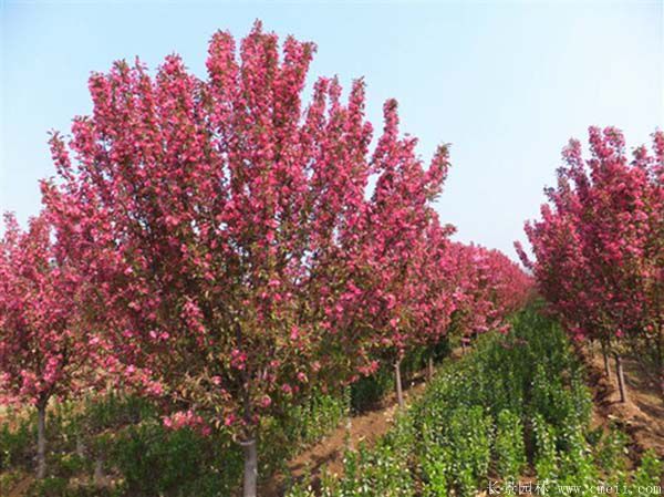 智博足球官网入口1919