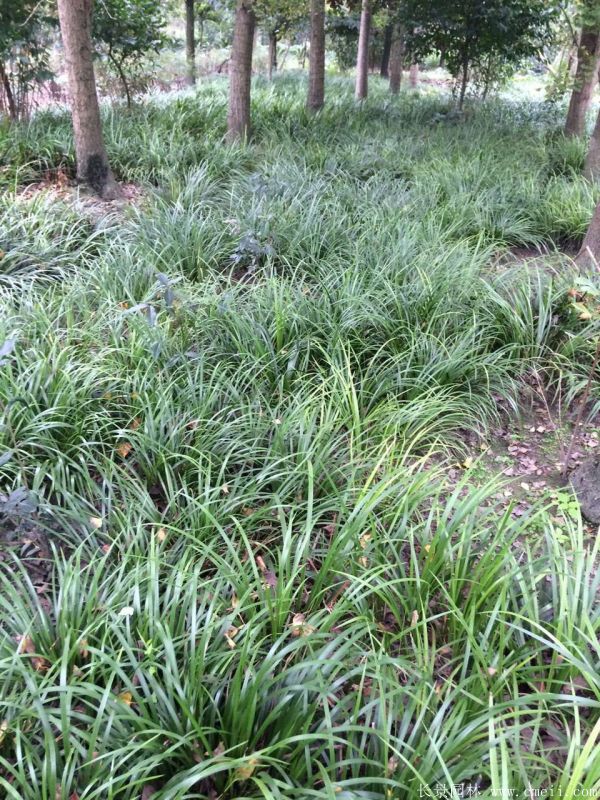 智博足球官网入口1919