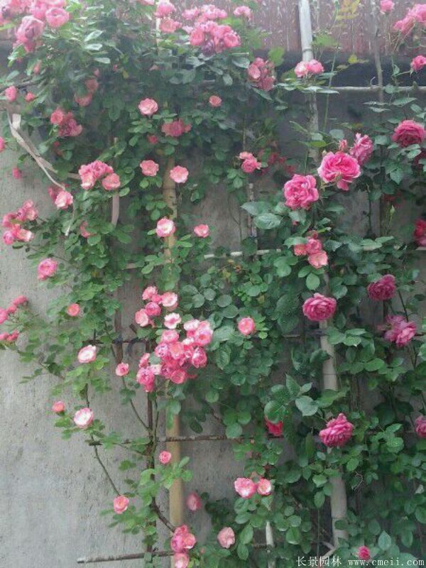 智博足球官网入口1919