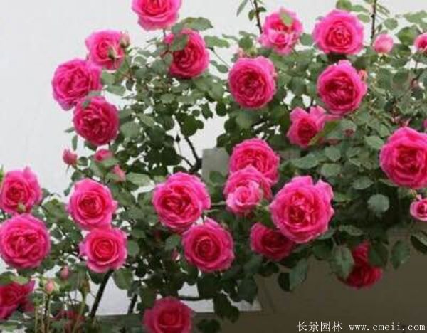 智博足球官网入口1919