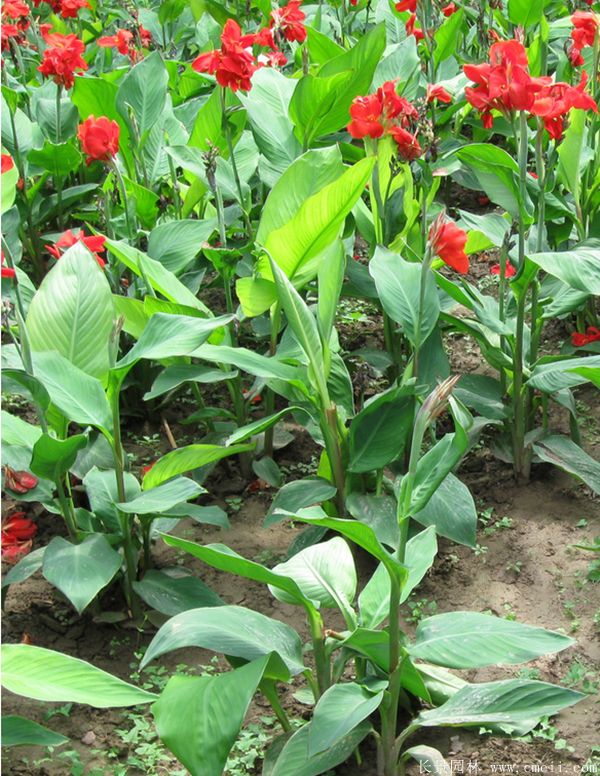 智博足球官网入口1919