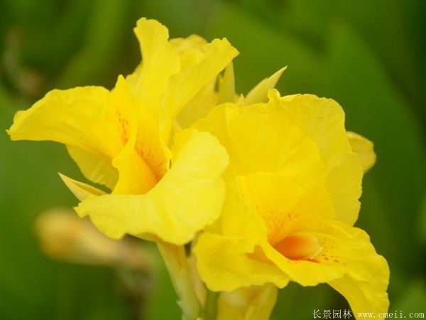 智博足球官网入口1919