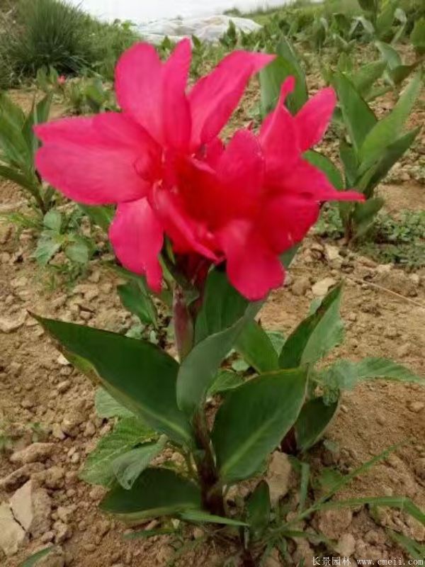 智博足球官网入口1919