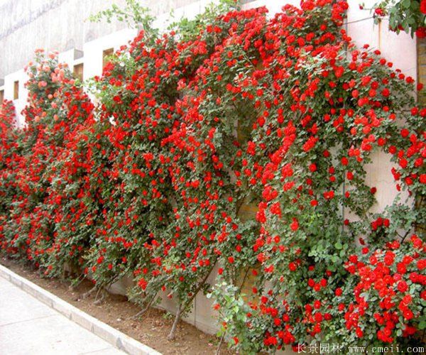 智博足球官网入口1919