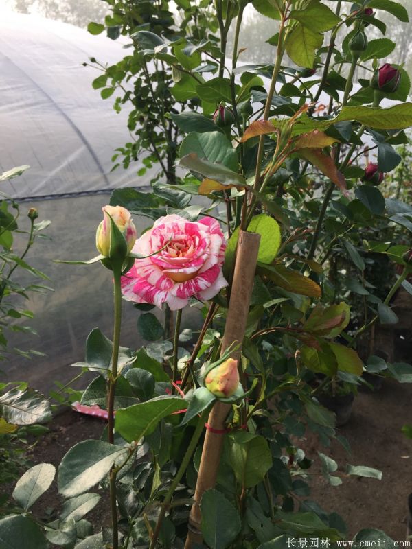 智博足球官网入口1919