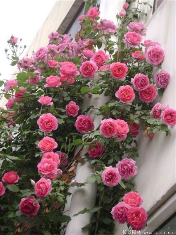 智博足球官网入口1919