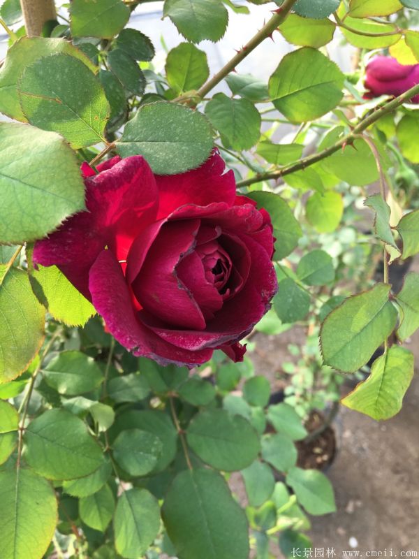 智博足球官网入口1919