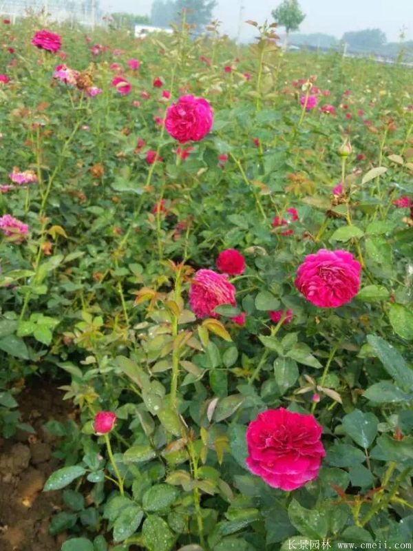 智博足球官网入口1919