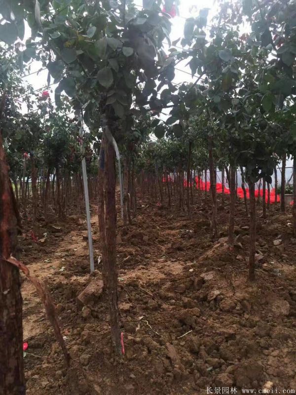 智博足球官网入口1919