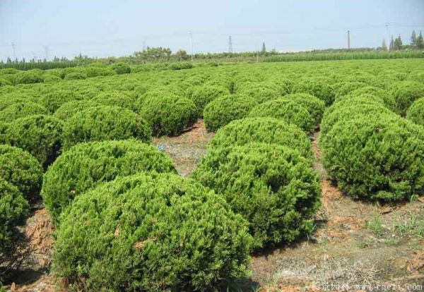 智博足球官网入口1919