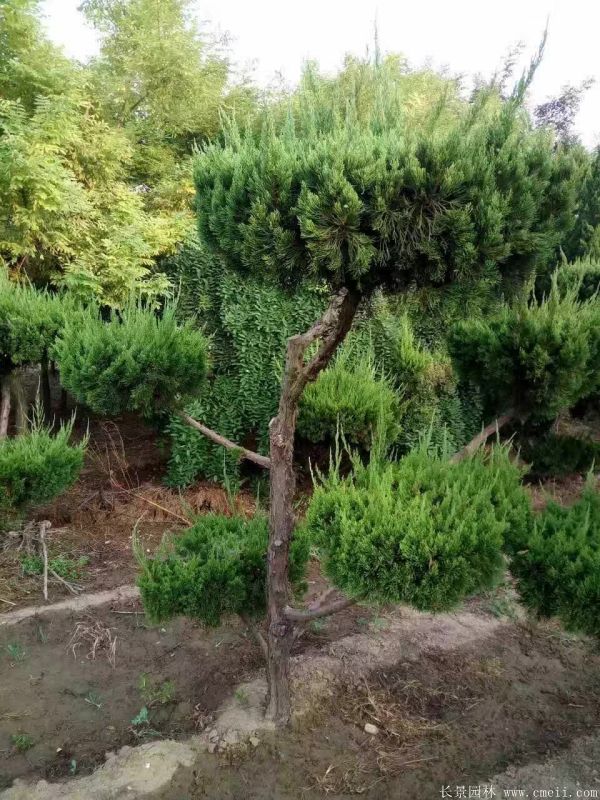 智博足球官网入口1919