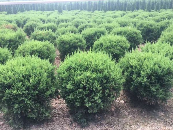 智博足球官网入口1919