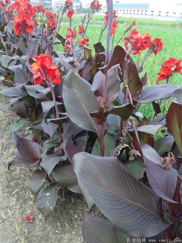 智博足球官网入口1919