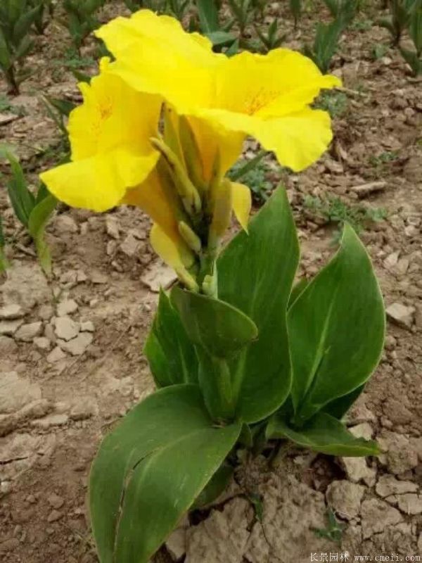 智博足球官网入口1919