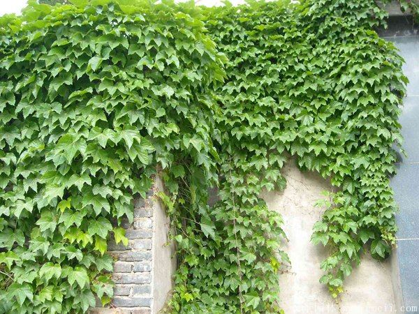 智博足球官网入口1919