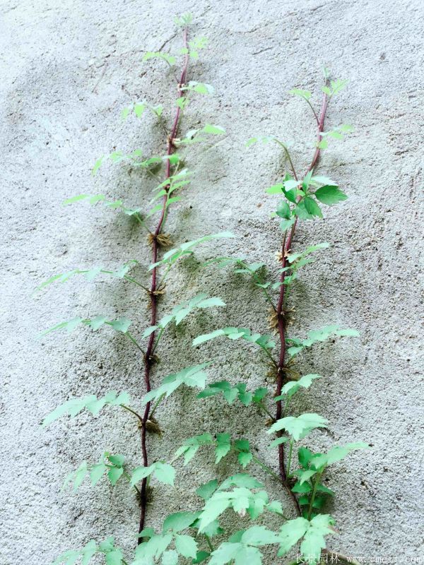 智博足球官网入口1919