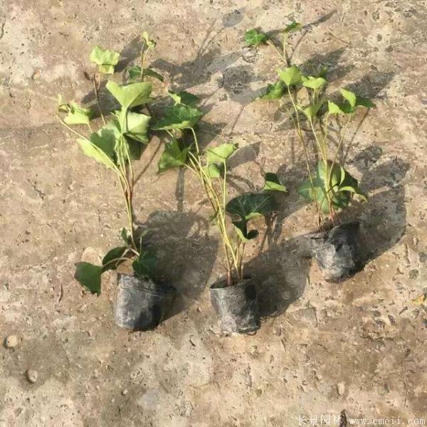 智博足球官网入口1919