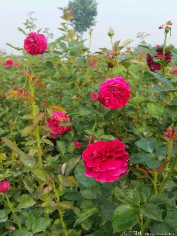 智博足球官网入口1919