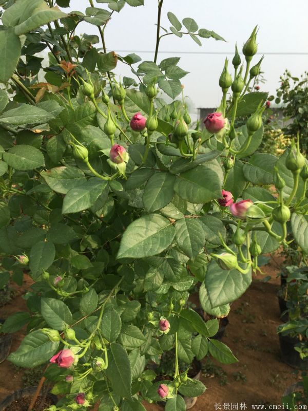 智博足球官网入口1919