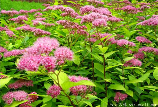 智博足球官网入口1919