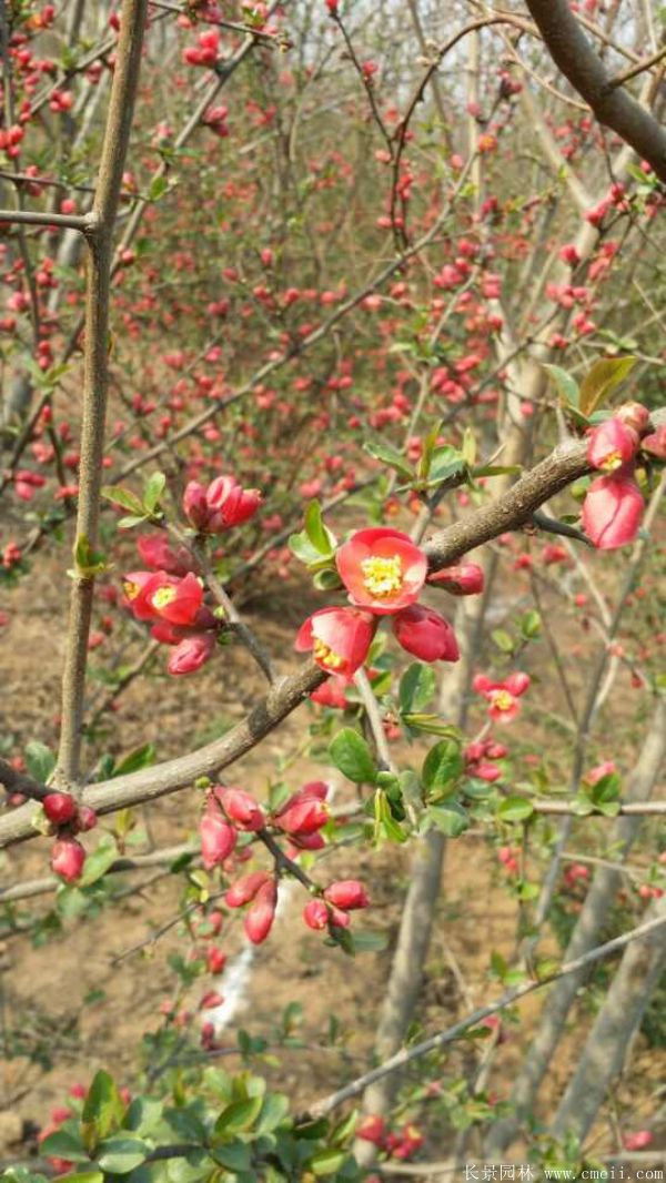 智博足球官网入口1919