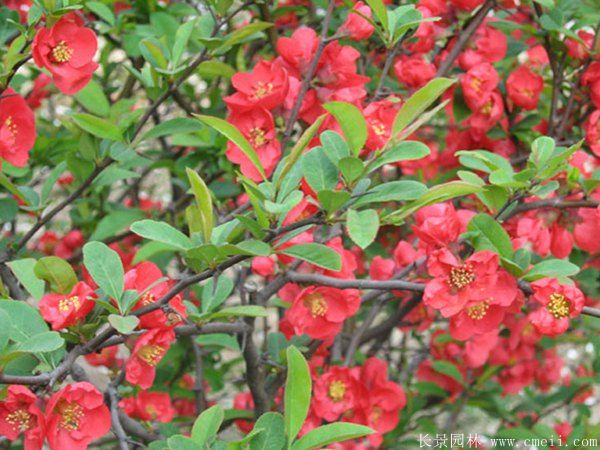 智博足球官网入口1919