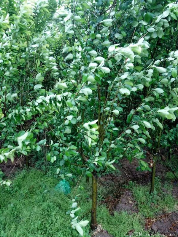 智博足球官网入口1919