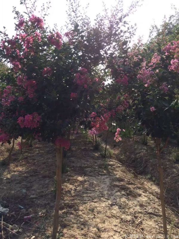 智博足球官网入口1919