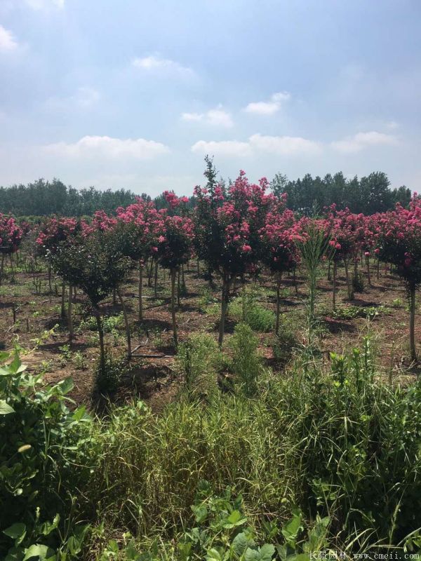 智博足球官网入口1919