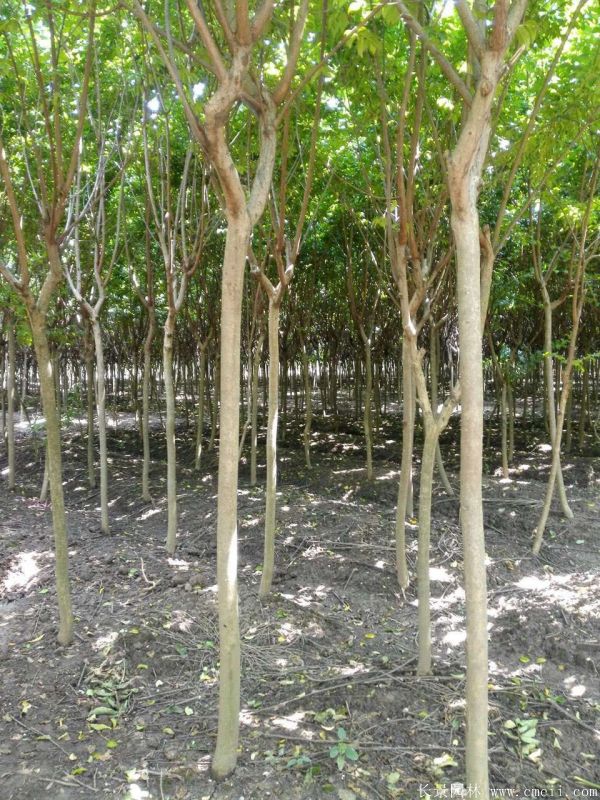 智博足球官网入口1919