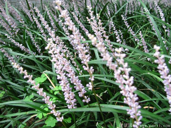 智博足球官网入口1919