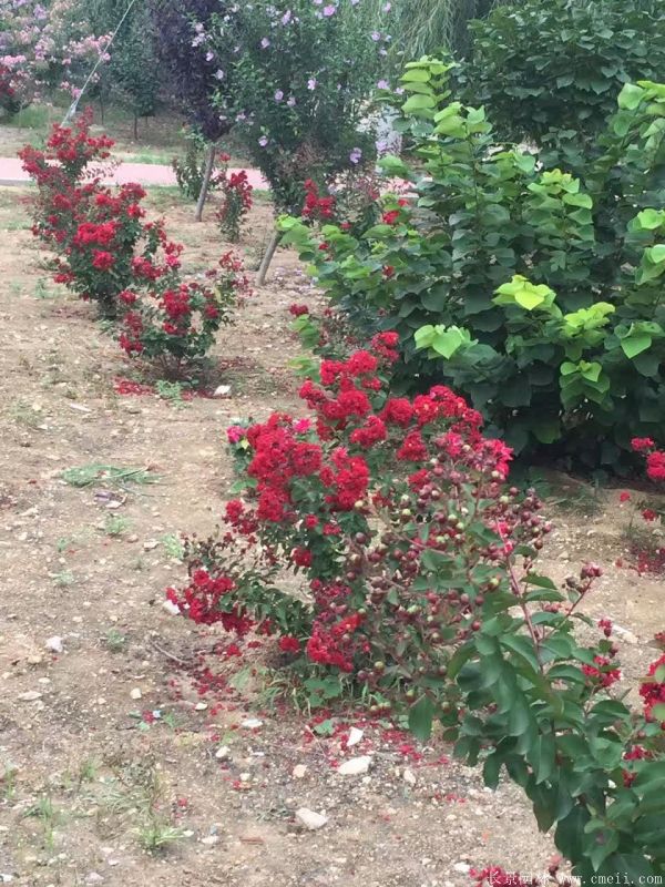 智博足球官网入口1919