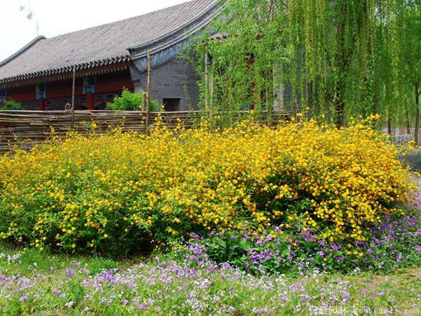 棣棠图片基地实拍