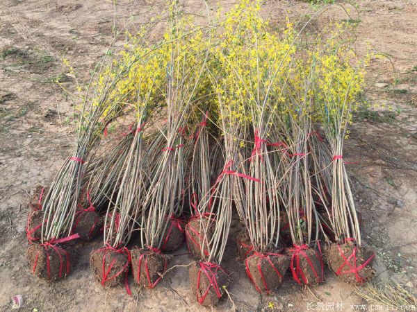 连翘图片基地实拍