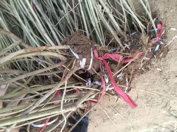 智博足球官网入口1919