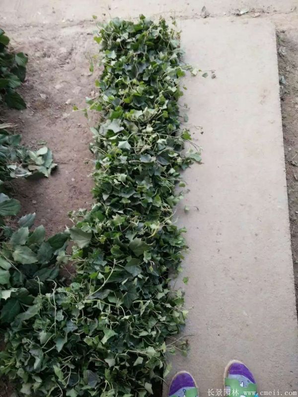 十大功劳图片基地实拍