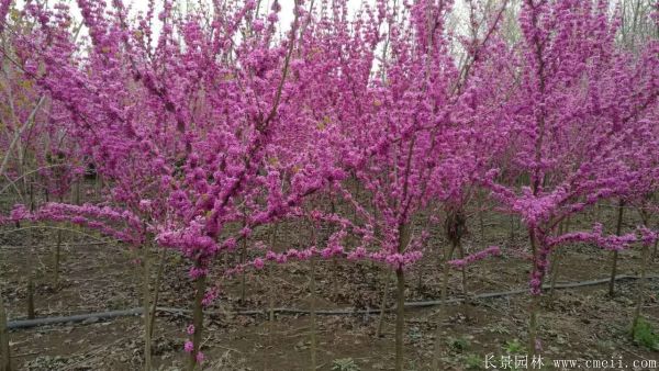 单杆紫荆树图片基地实拍