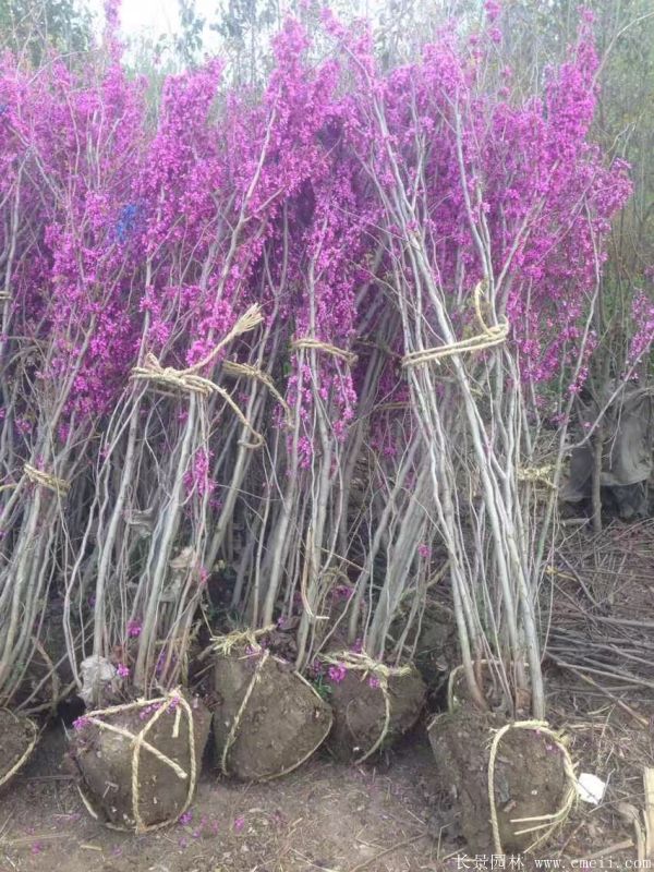 丛生紫荆树图片基地实拍