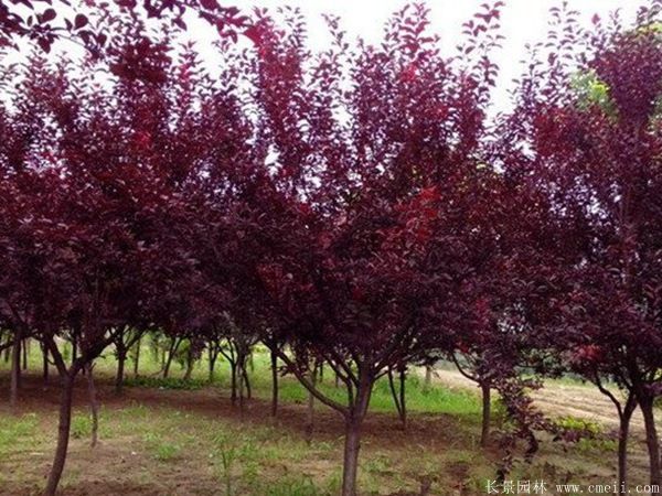 红叶李图片基地实拍