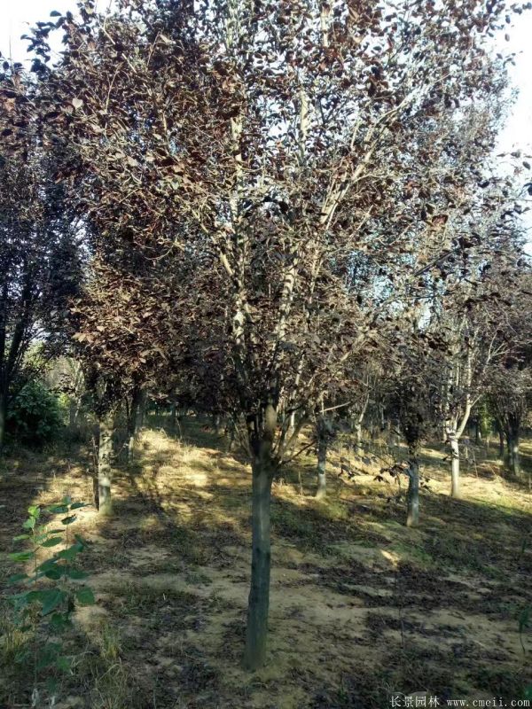 紫叶李图片基地实拍