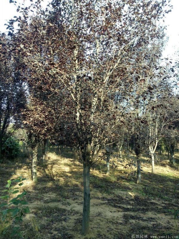 紫叶李图片基地实拍