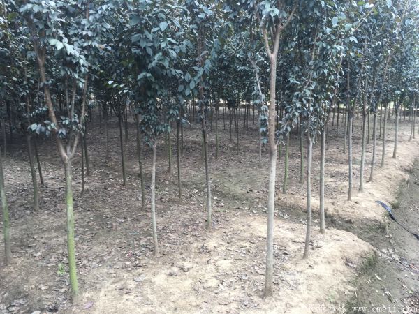 紫叶李图片基地实拍