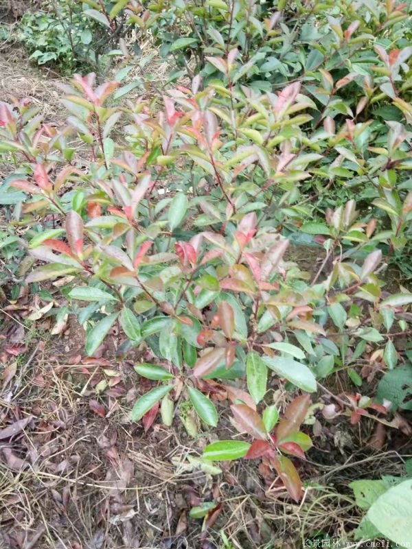 红叶石楠图片基地实拍