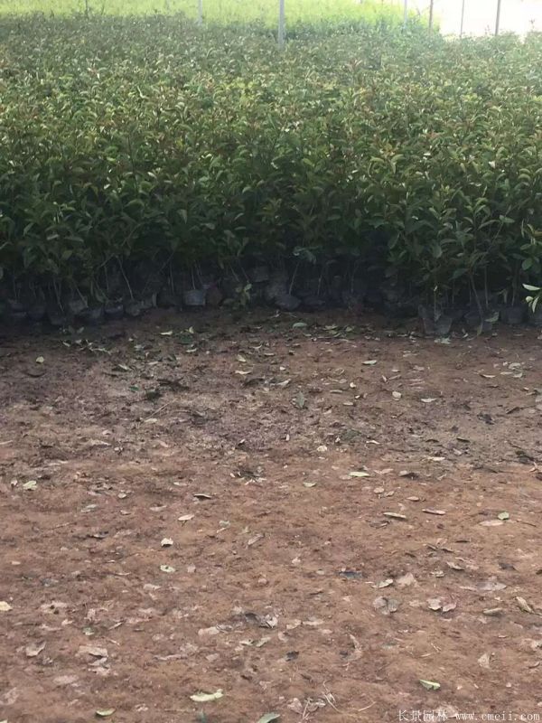 红叶石楠图片基地实拍